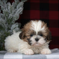 ShihTzu