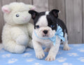 Boston Terrier