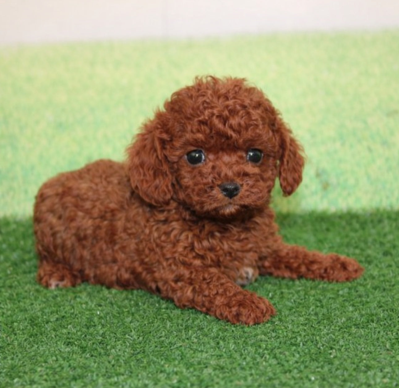 Micro CavaPoo