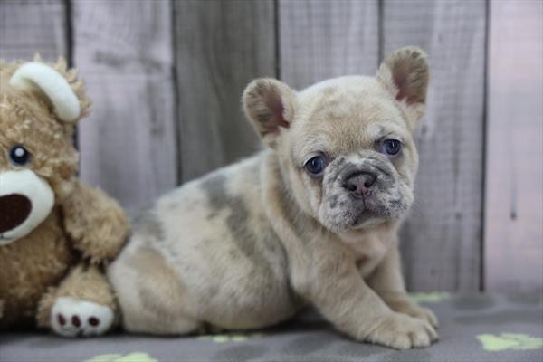 AKC French Bulldog - Fluffy Merle