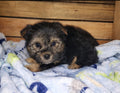 Available NOW- Teacup Yorkie