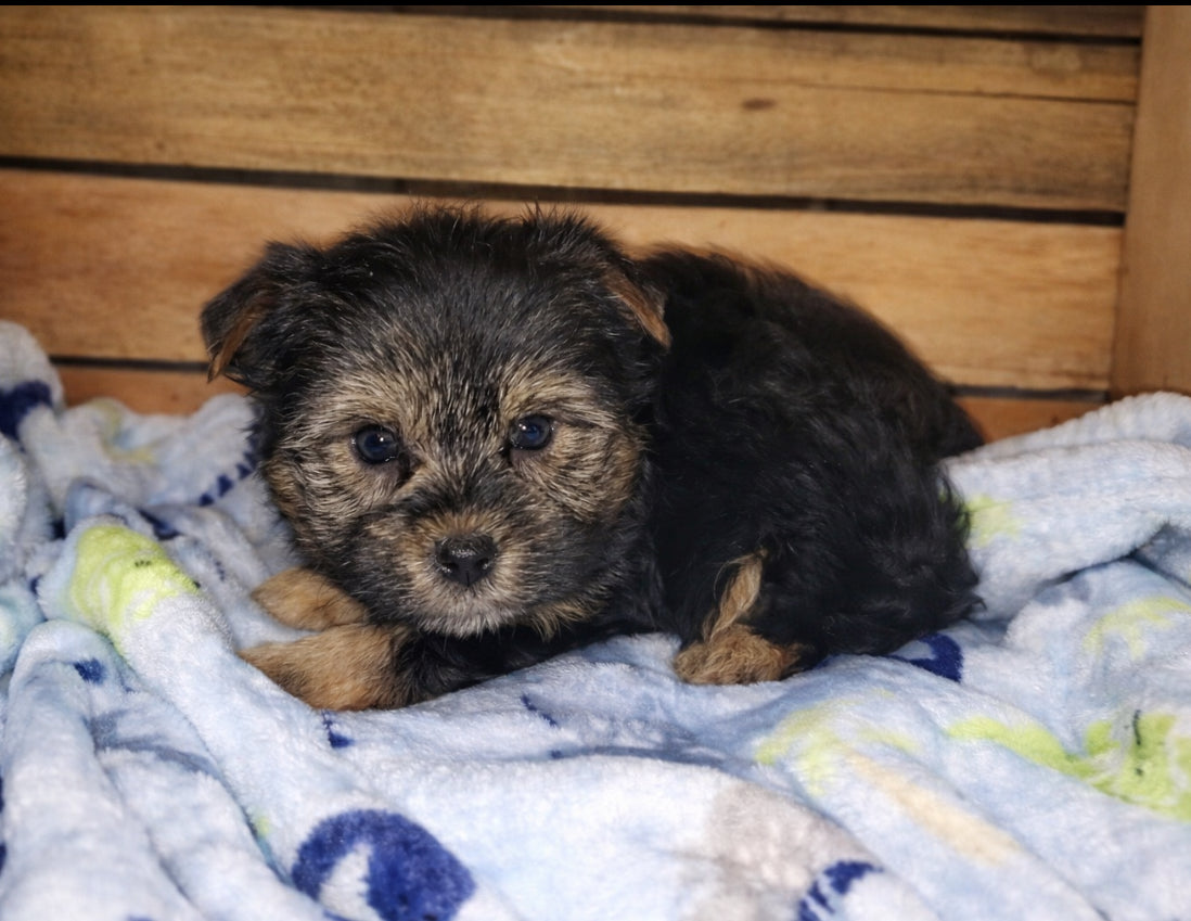 Available NOW- Teacup Yorkie