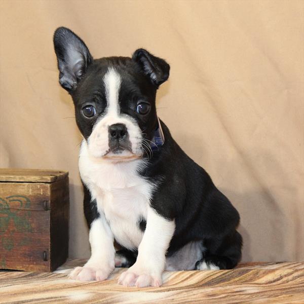 Boston Terrier - Available 02/10/26