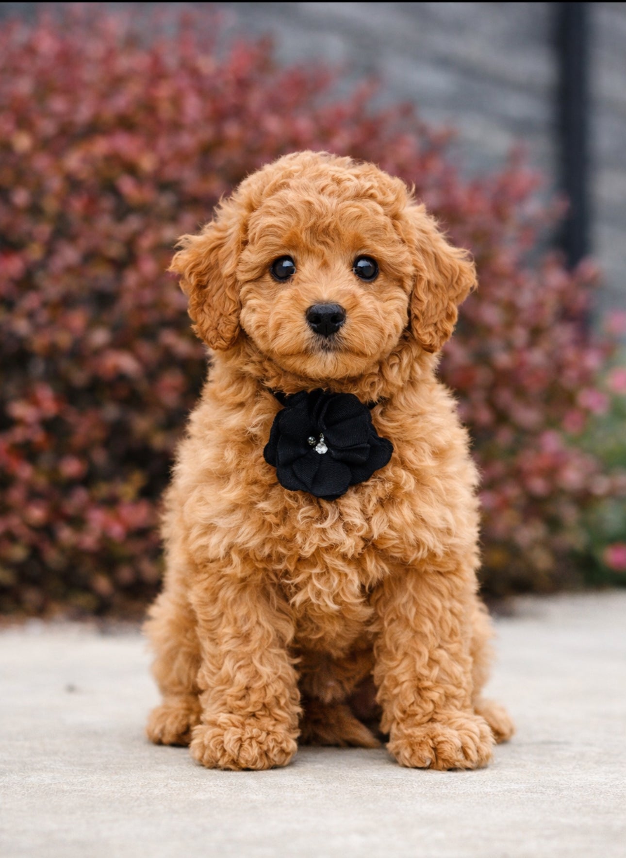 Available NOW- CavaPoo
