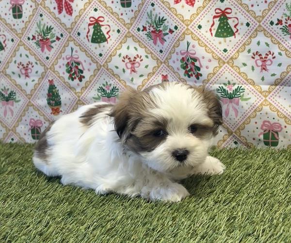 Maltese / ShihTzu