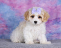 CavaChon