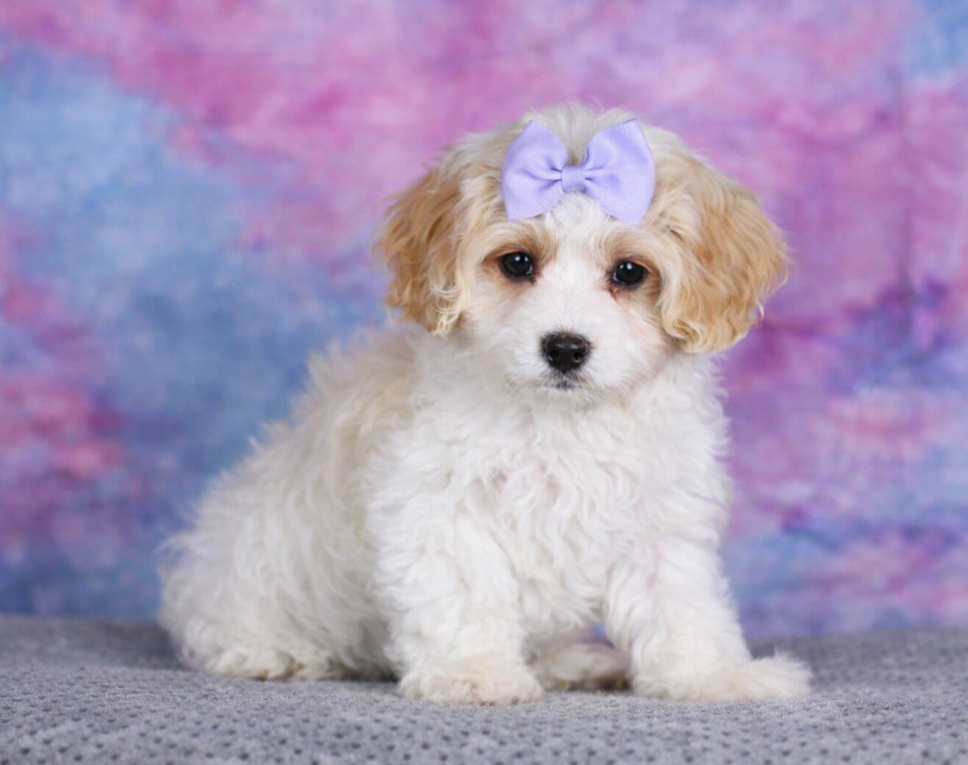 CavaChon