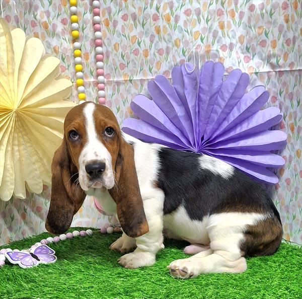 Basset Hound - Available 04/14/26