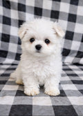 Teacup Maltese