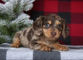 Mini Dachshund