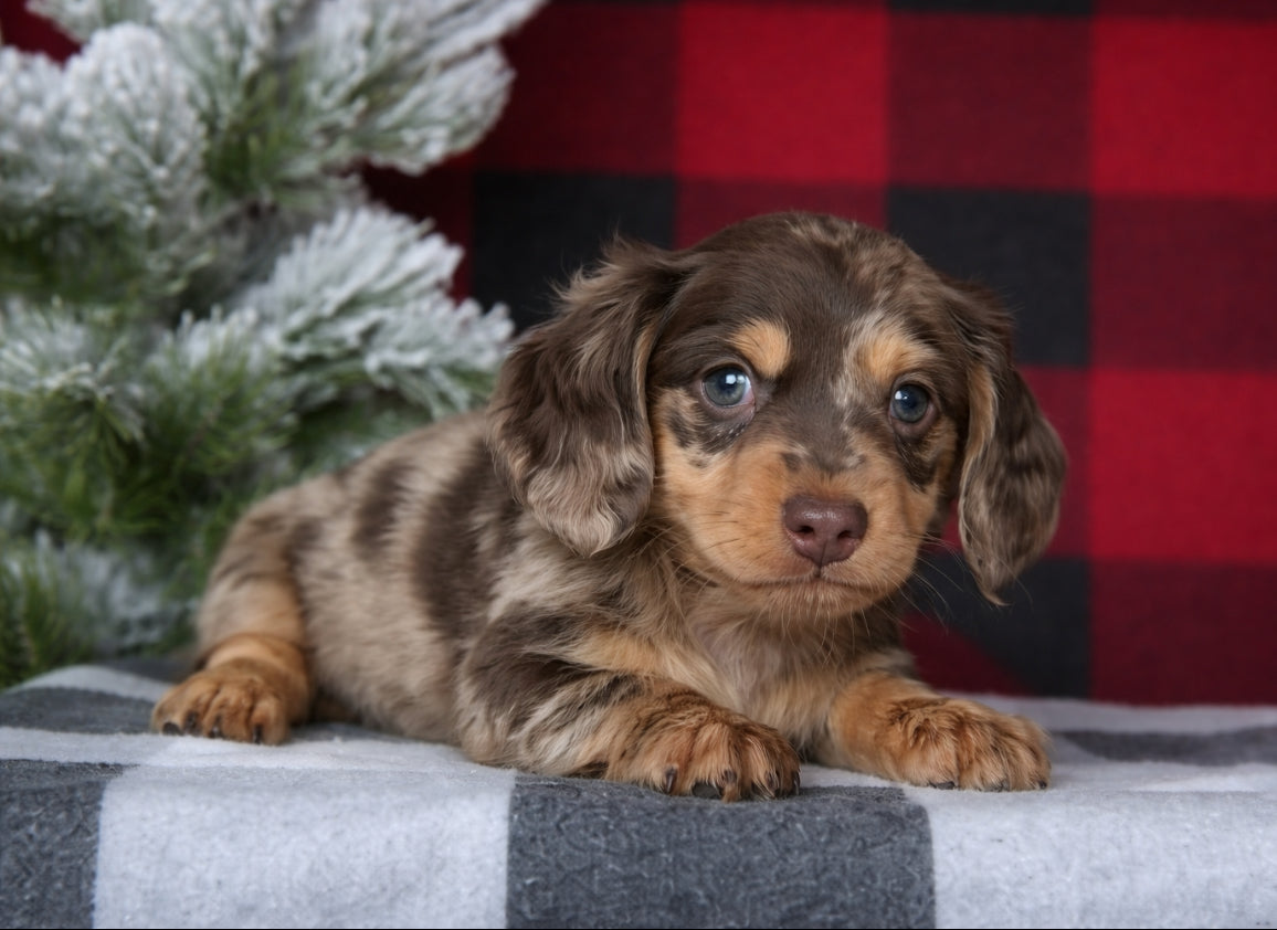 Mini Dachshund