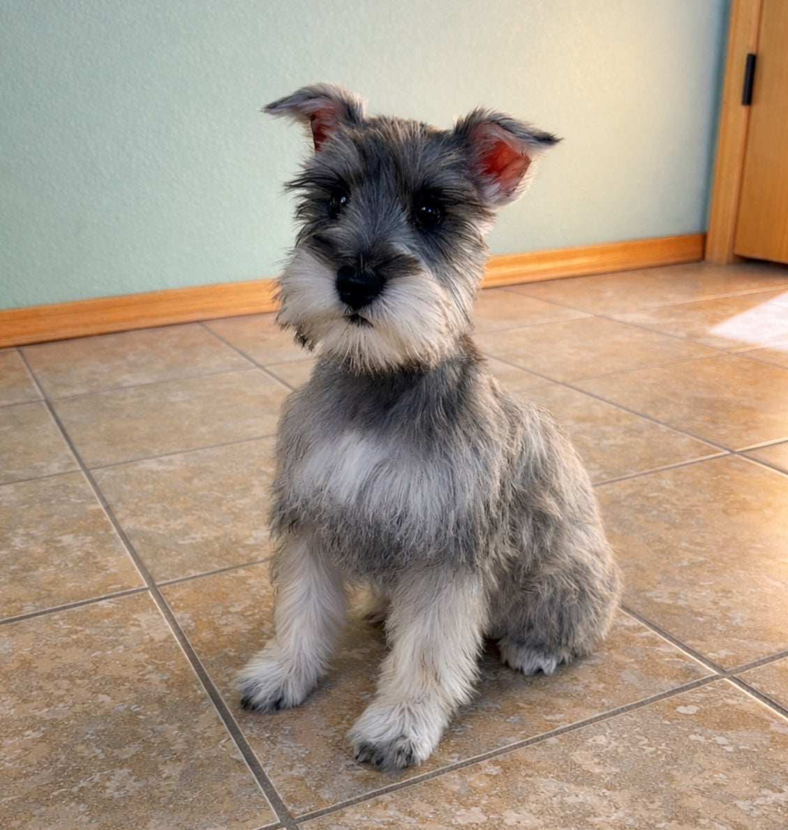 Available NOW- Mini Schnauzer