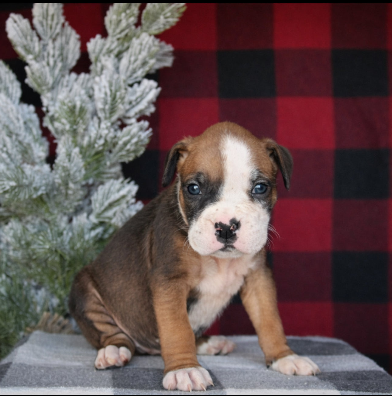 Boxer - Available 02/10/26