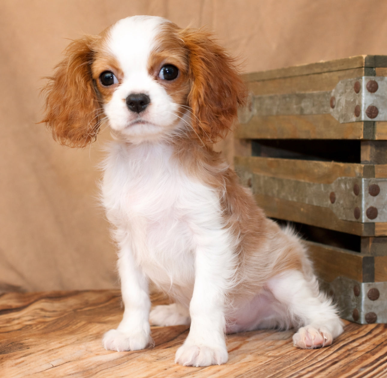 Cavalier King Charles Spaniel - Available 02/10/26