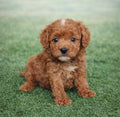 CavaPoo