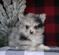 Teacup Pomeranian