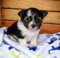 Available NOW- Teacup Yorkie