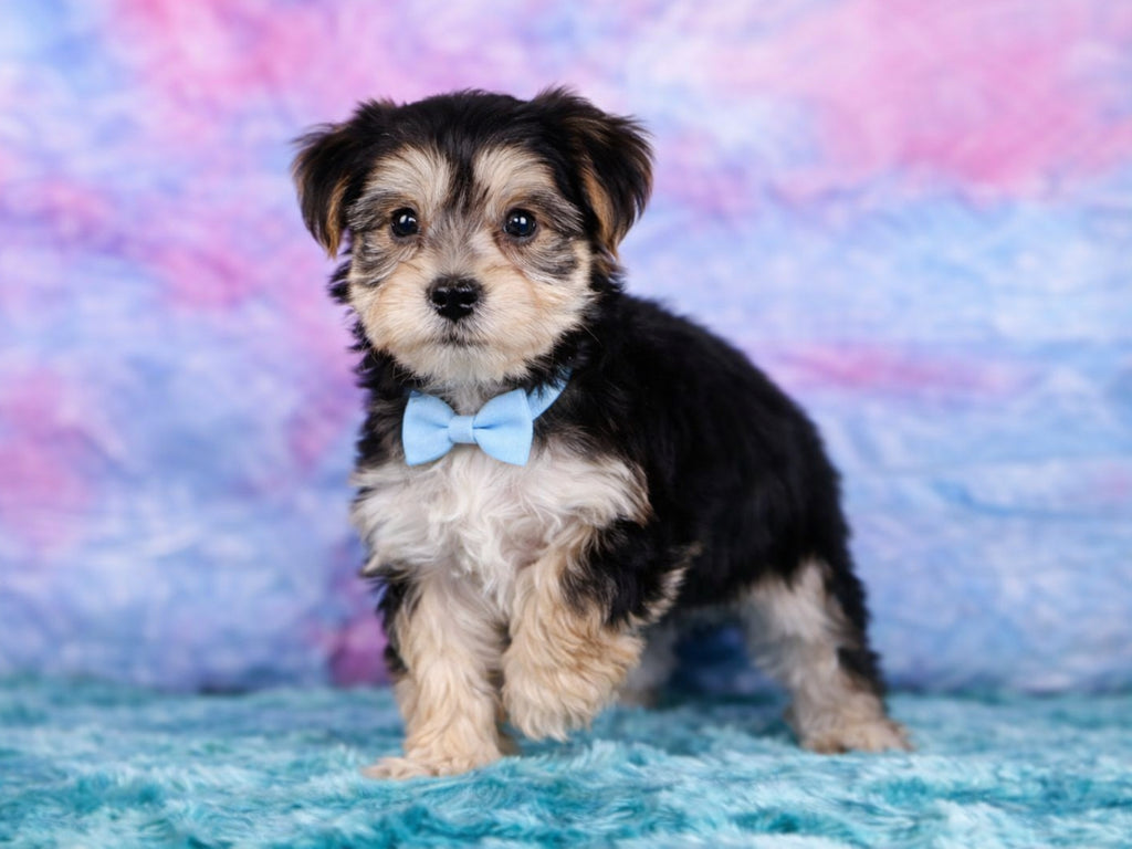Morkie