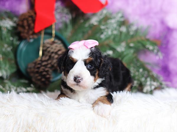 Mini Bernedoodle - F1B