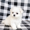 Teacup Maltese