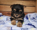 Available NOW - Teacup Yorkie