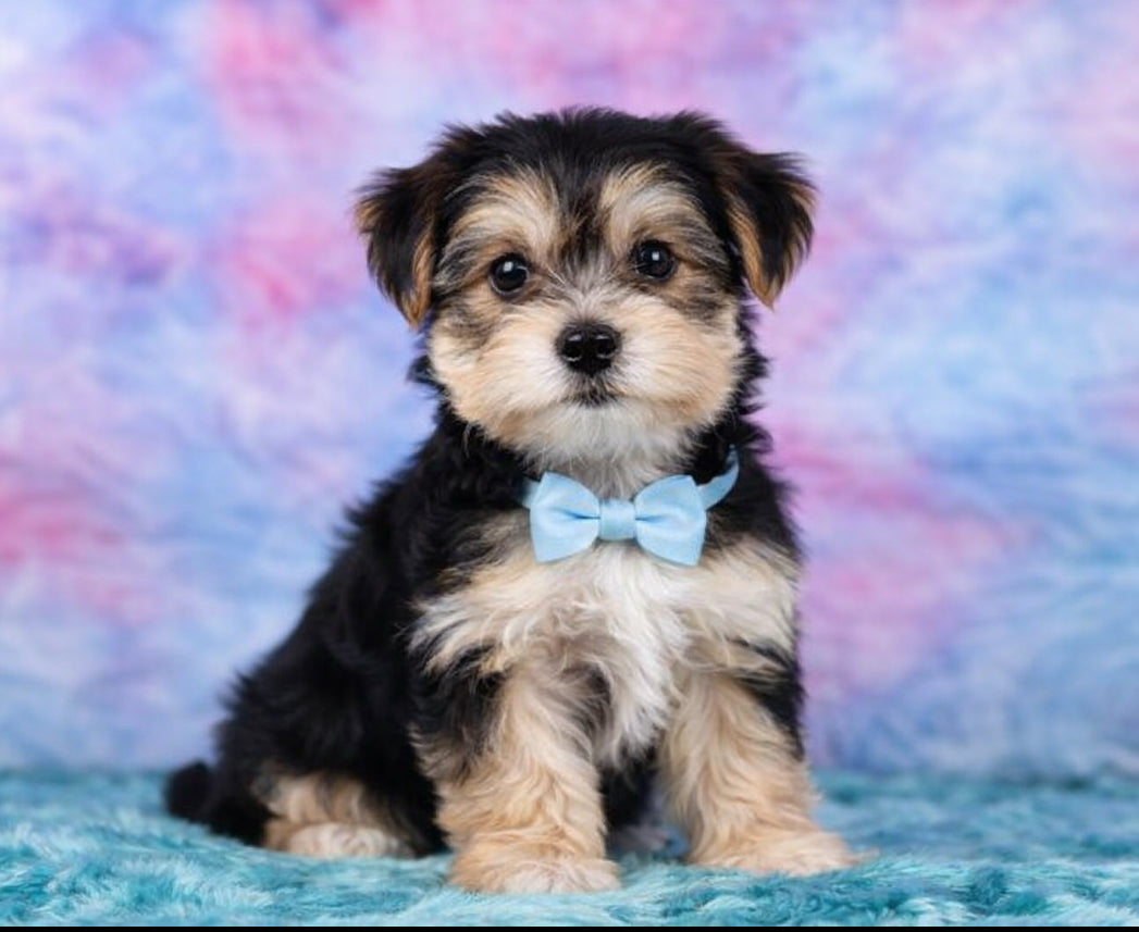 Morkie
