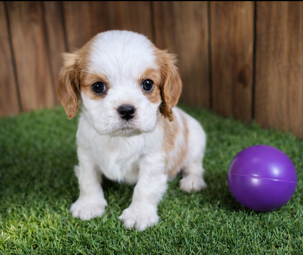 Cavalier King Charles Spaniel- Available 02/03/26