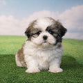 ShihTzu