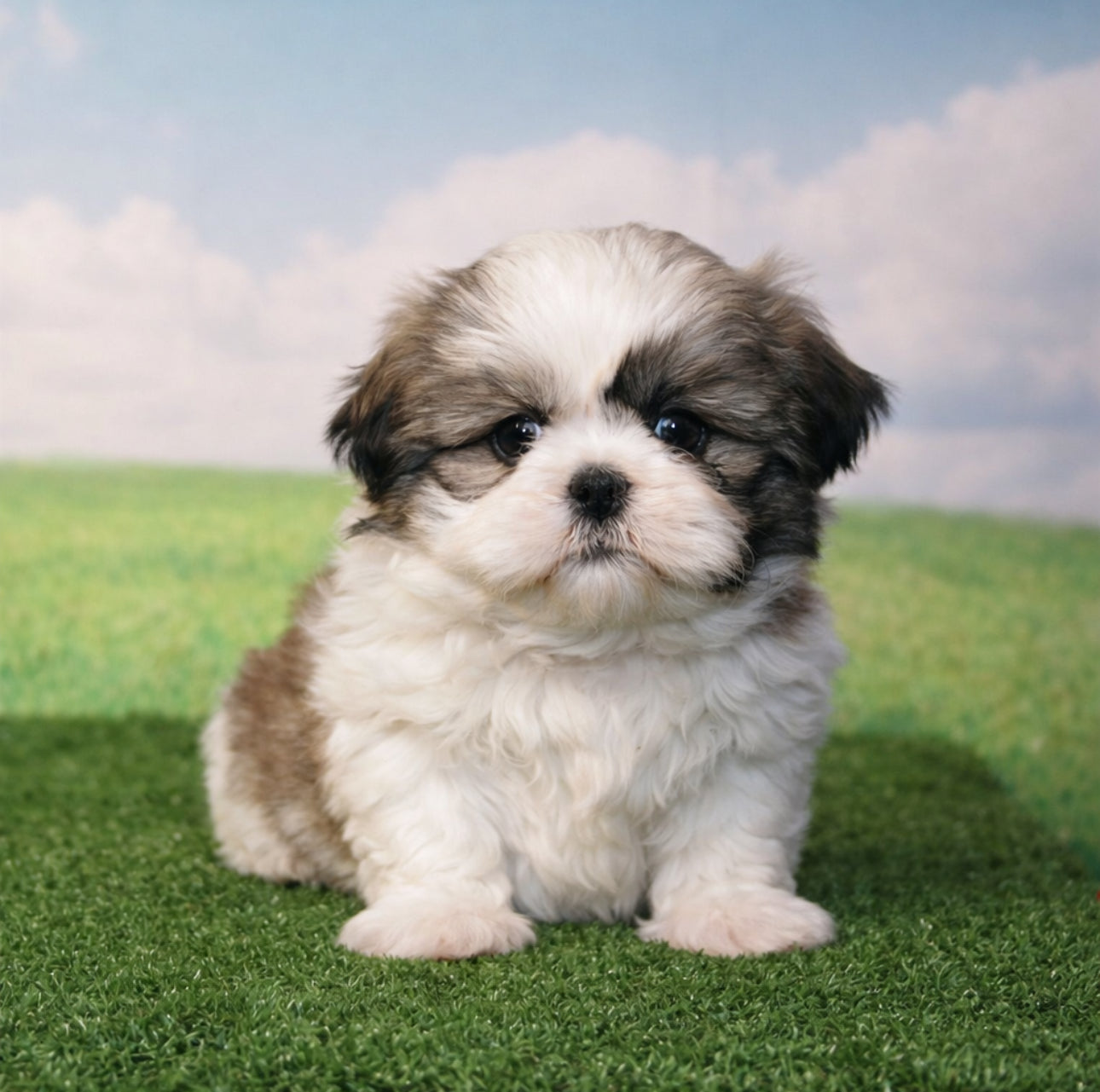 ShihTzu