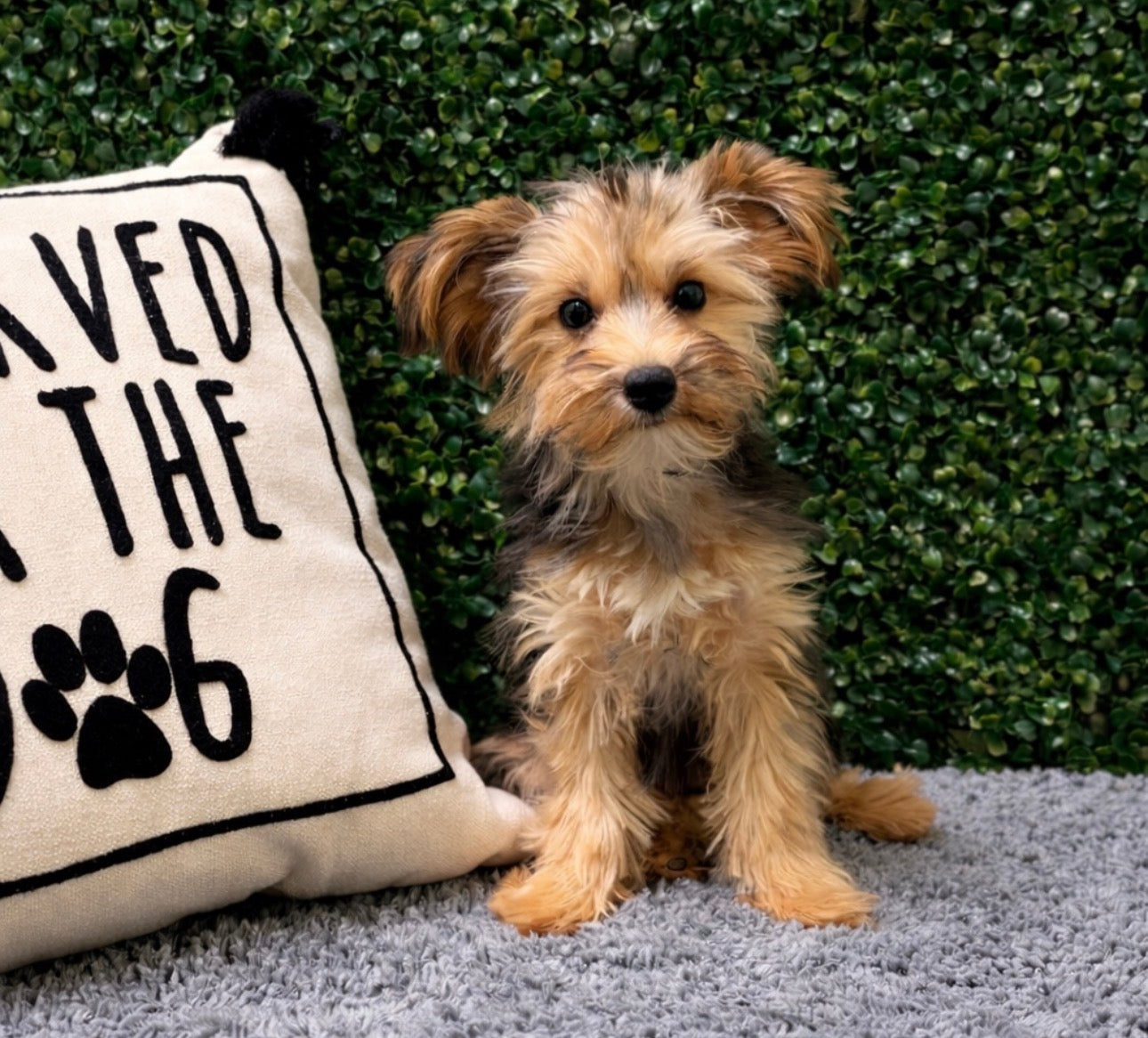 Available NOW- Teacup Yorkie