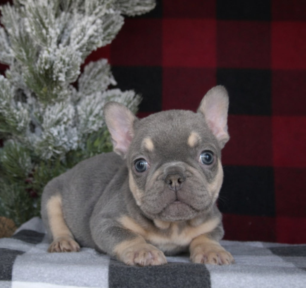 French Bulldog