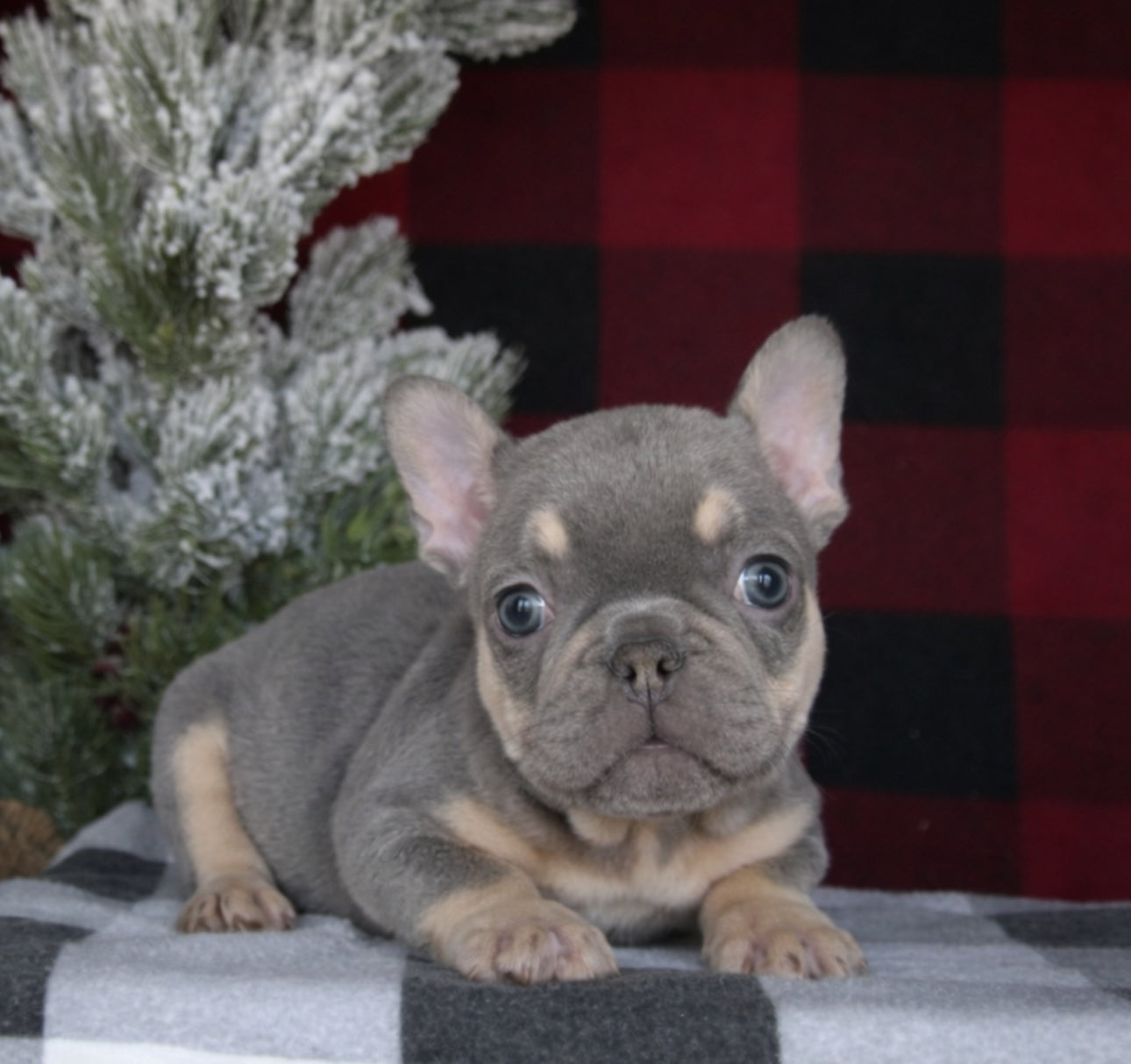 French Bulldog