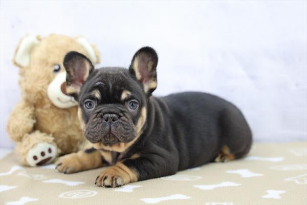 AKC French Bulldog