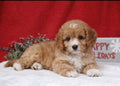 CavaPoo