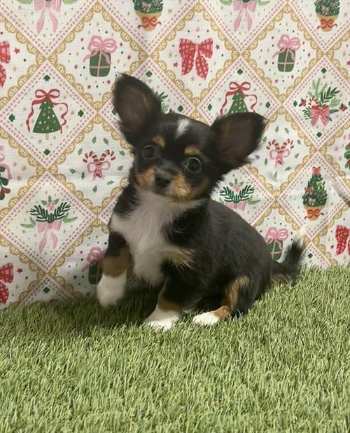 Available NOW- Teacup Chihuahua