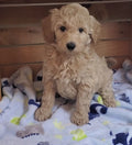 Micro Goldendoodle