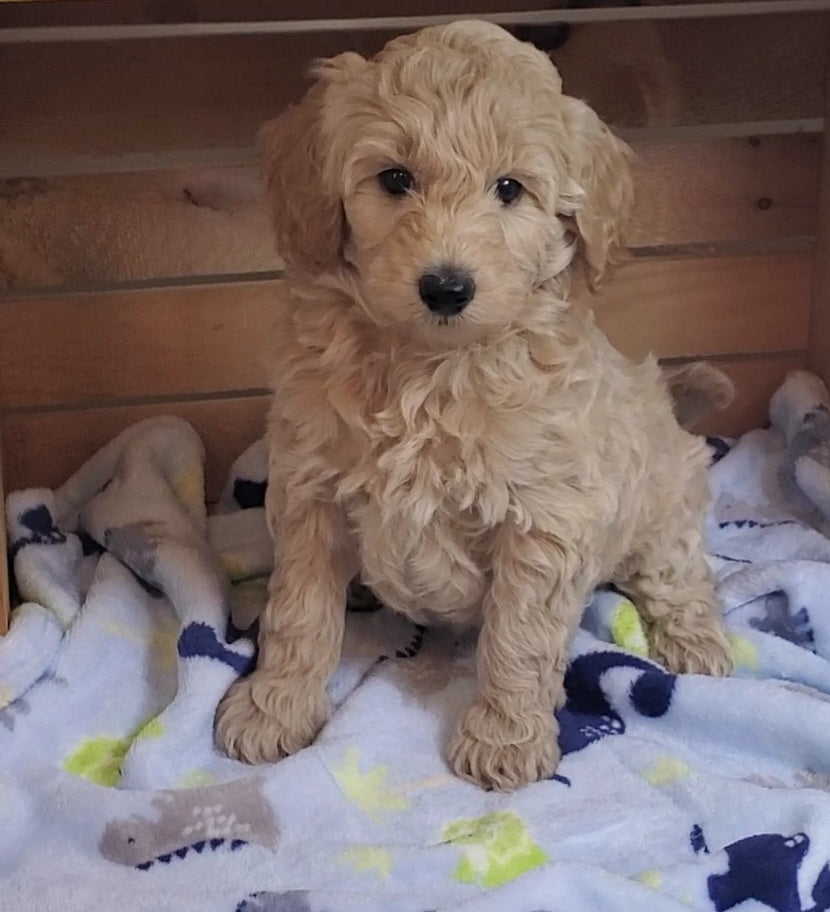 Micro Goldendoodle