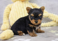 Teacup Yorkie