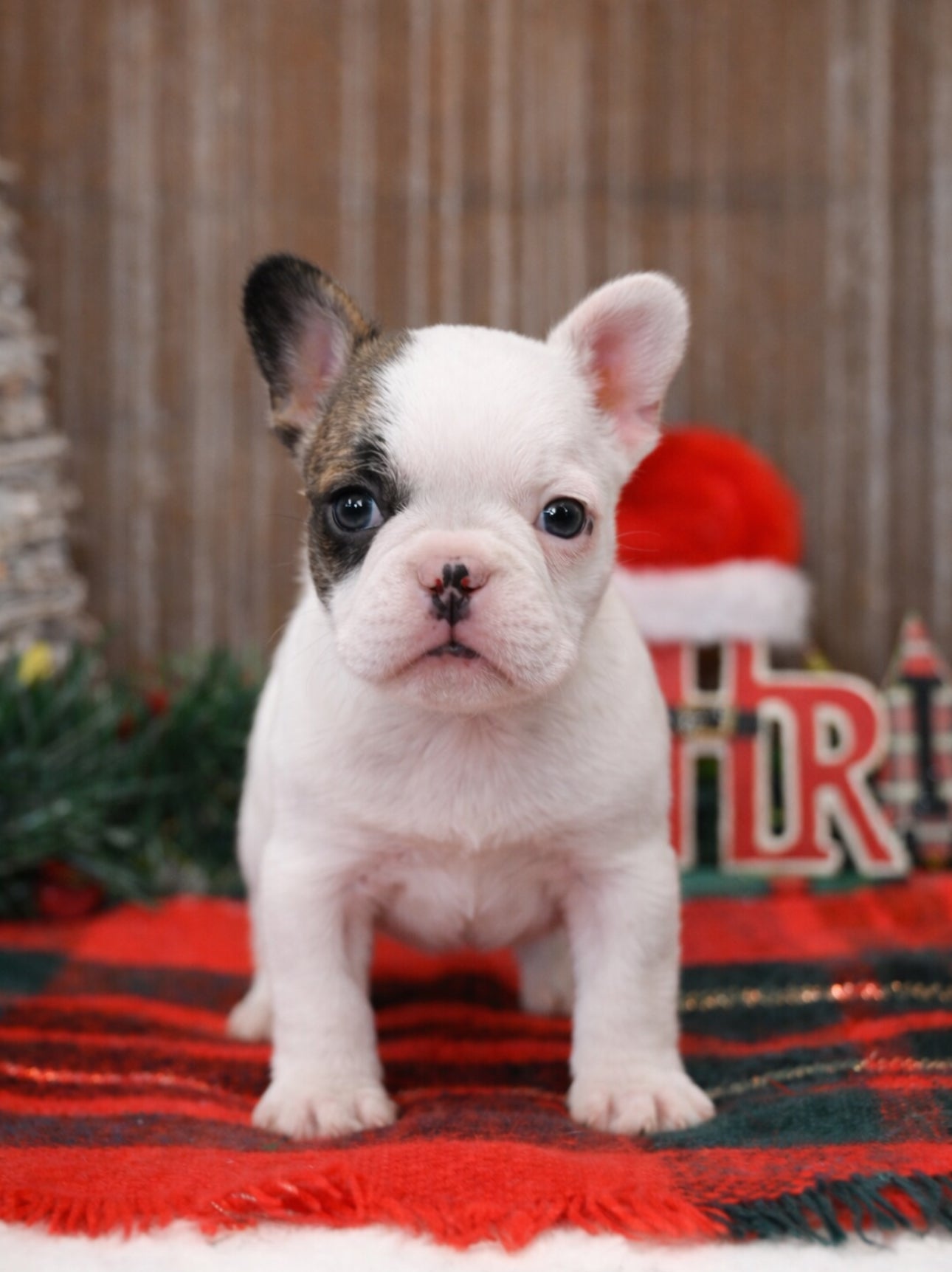 French Bulldog