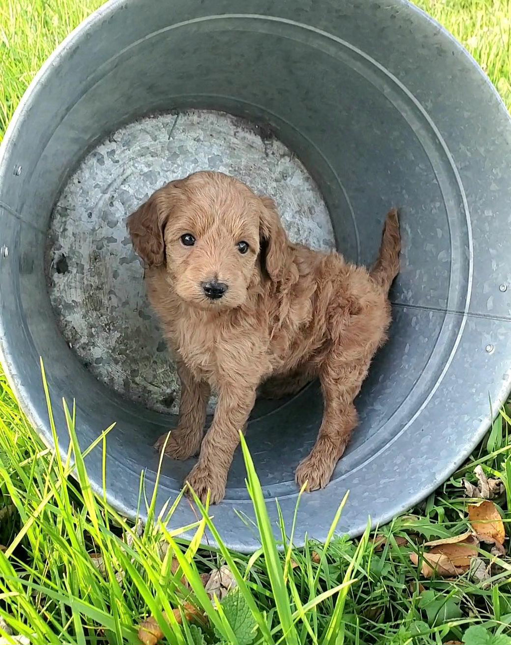 Micro Goldendoodle