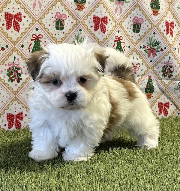 Maltese / ShihTzu