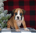 Boxer - Available 02/02/26
