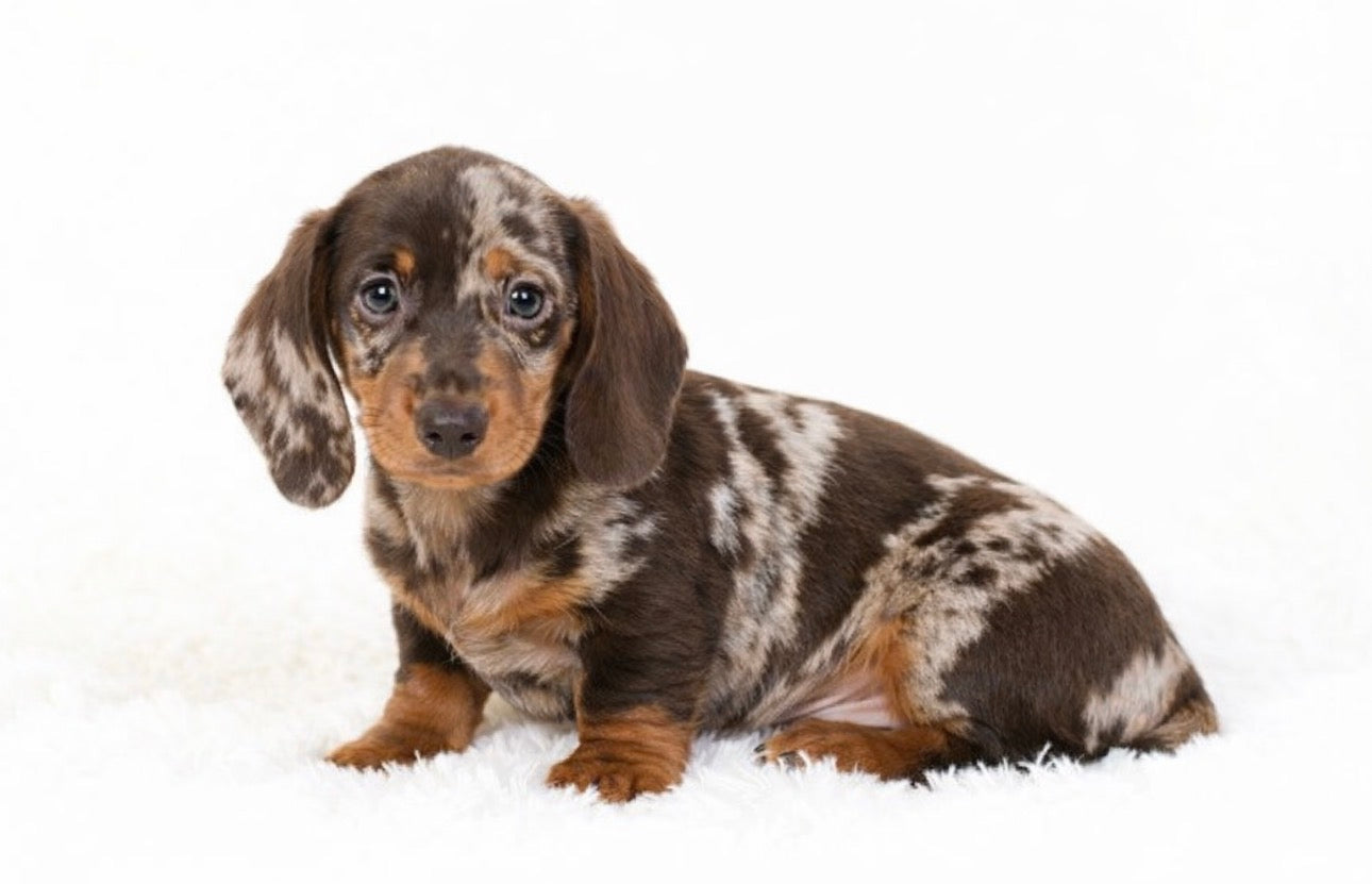 Mini Dachshund - Available 03/17/26
