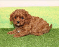 Micro CavaPoo