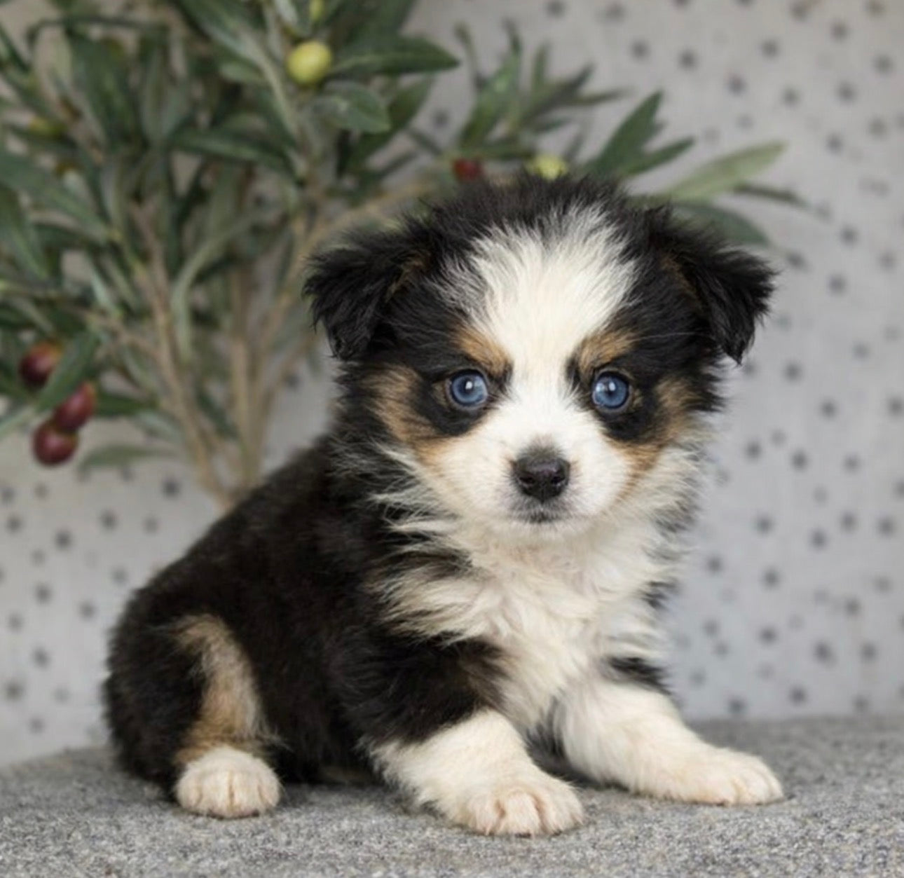 Toy Australian Shepherd - Available 03/24/26