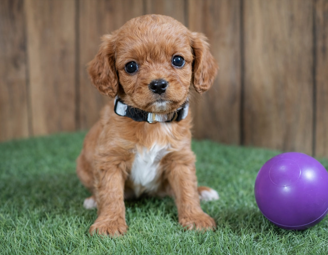 Available NOW- CavaPoo