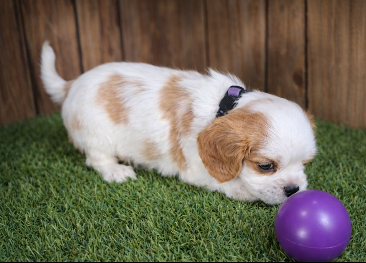 Cavalier King Charles Spaniel- Available 02/03/26