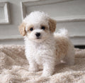 MaltiPoo
