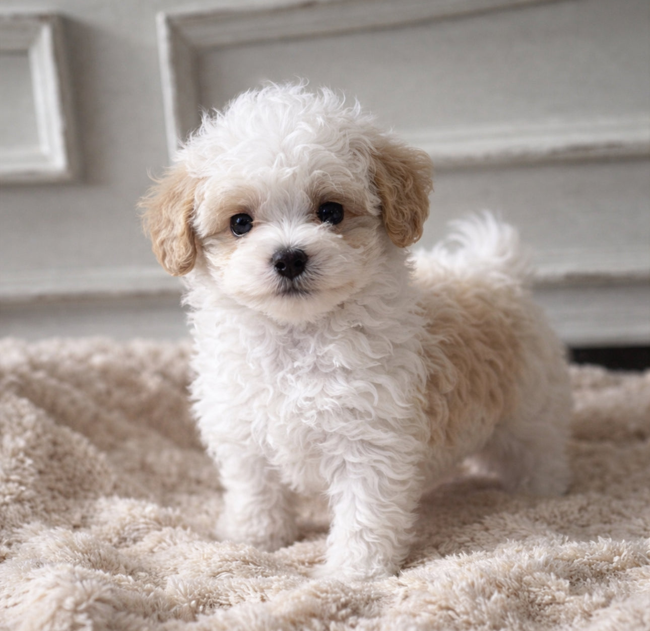 MaltiPoo