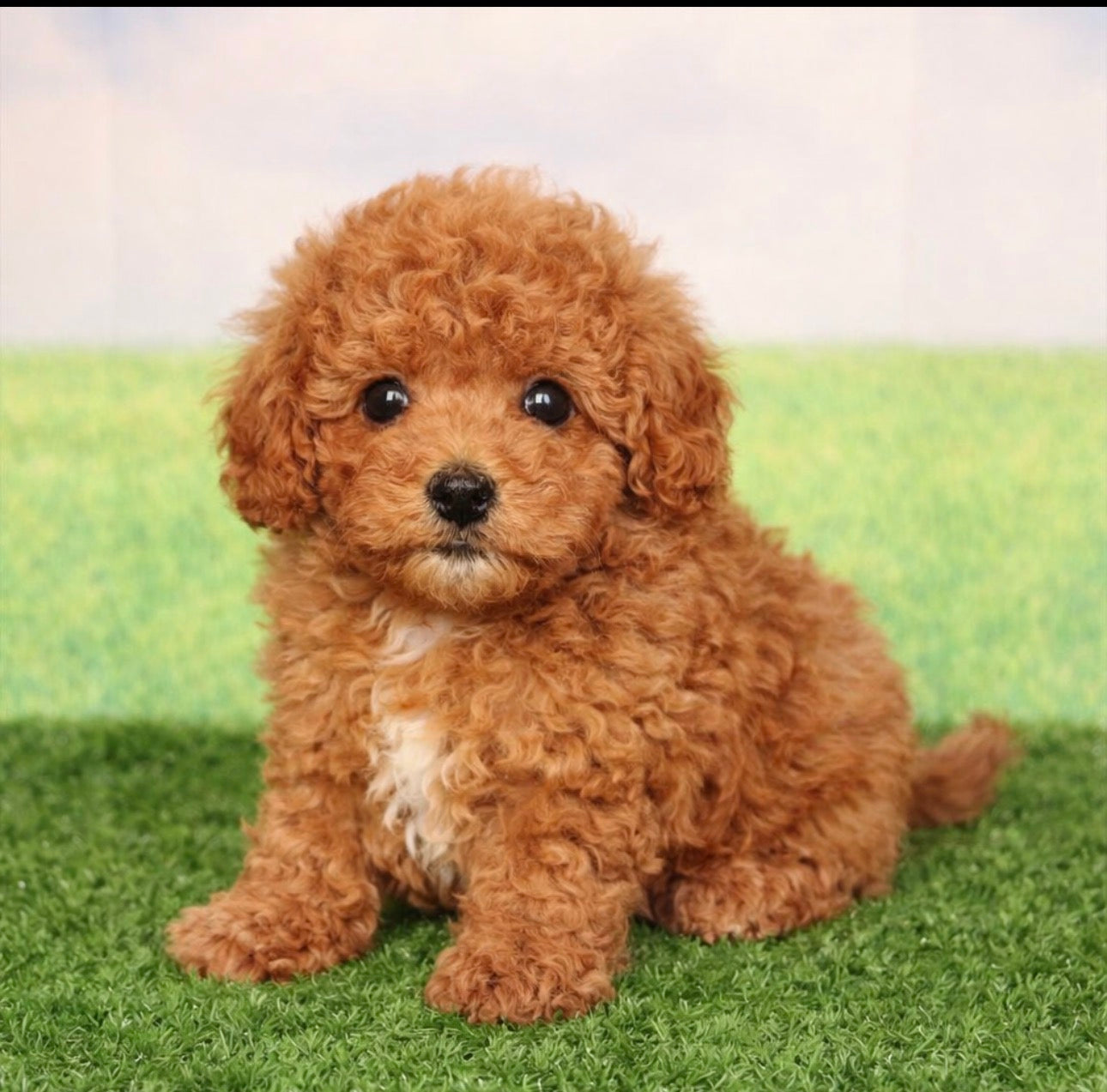 Micro Goldendoodle- Available 03/24/26